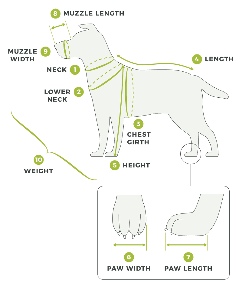 Measure dog store muzzle size